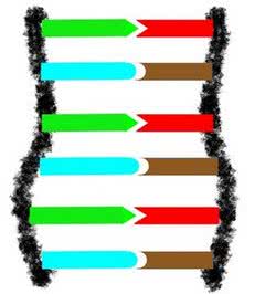 DNA ladder